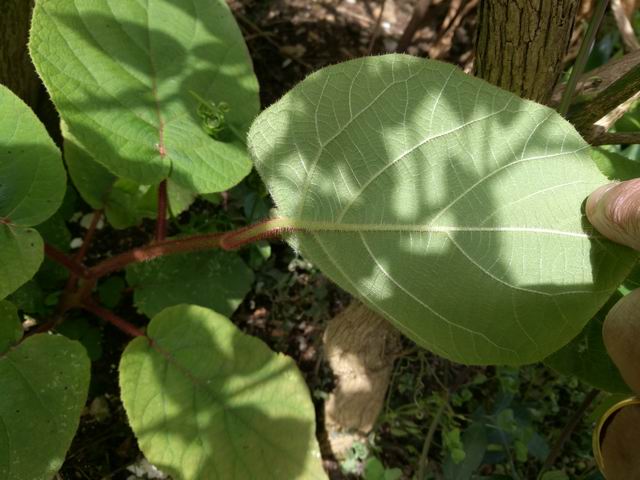 da determinare: cfr.  Actinidia sp.